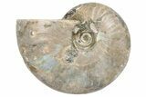 2.8" Silver, Iridescent Ammonite Fossil - Madagascar - #191910-1